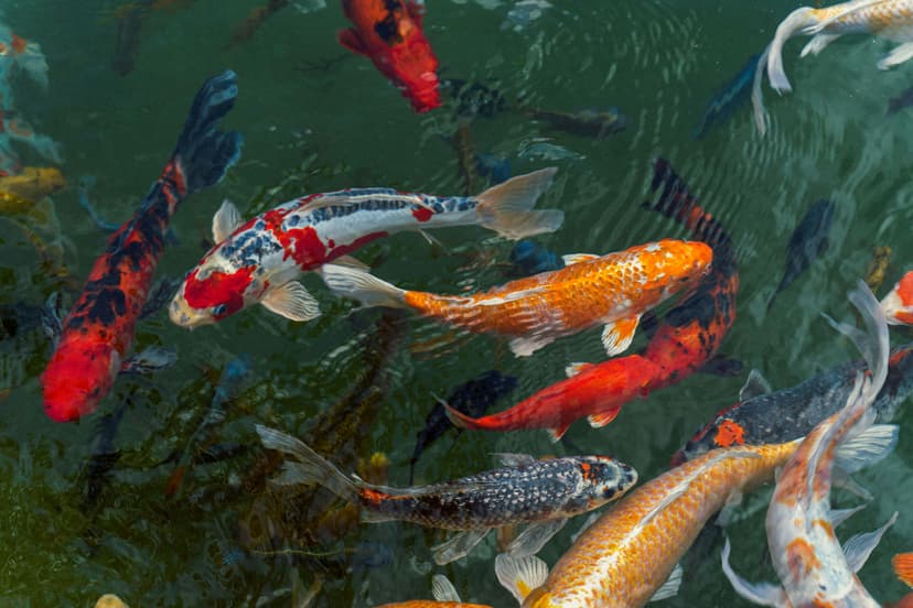 Koi Fish Image