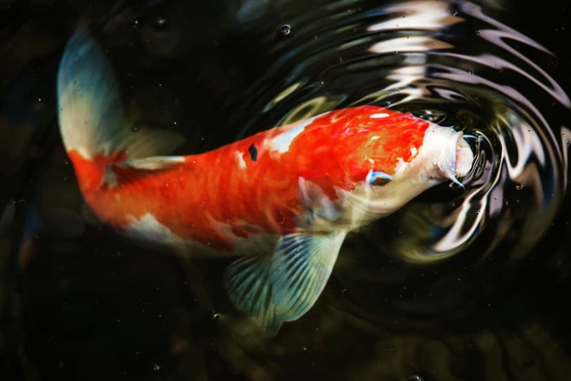 Koi Fish Image