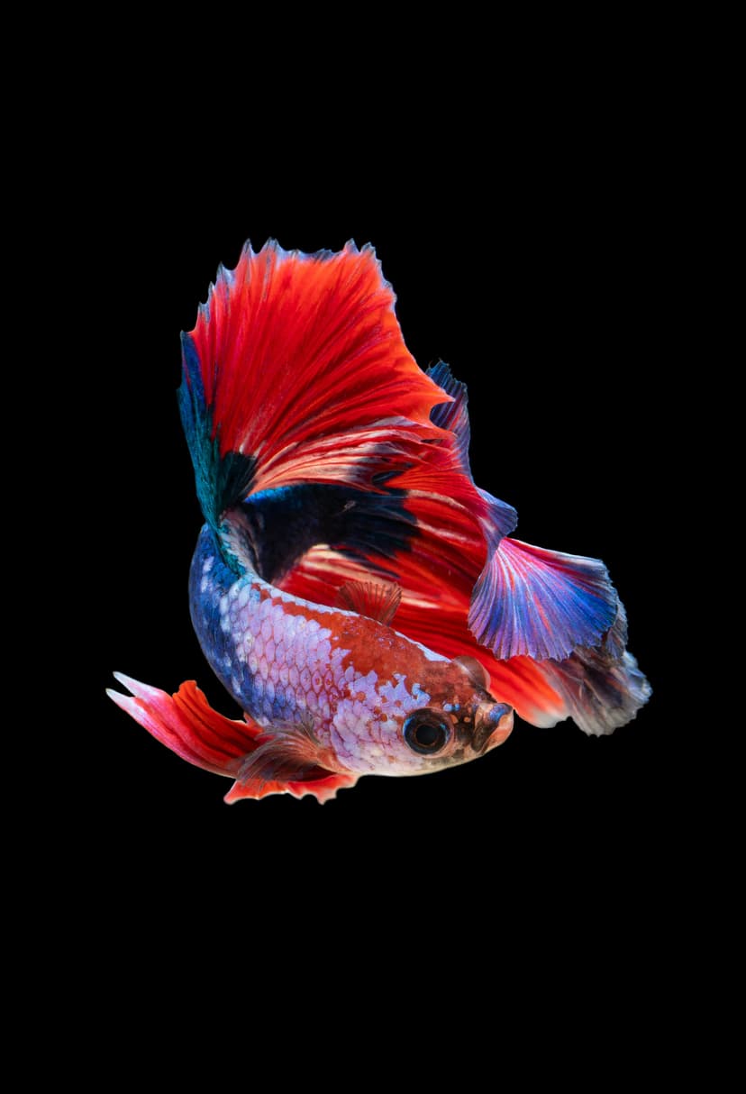 Koi Fish Image